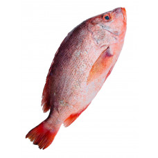 Red Snapper Fish 红鸡鱼 550g-750g