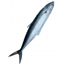 Makerel Fish 马鲛鱼 500g-750g